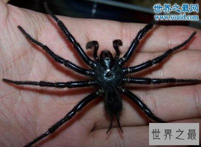 ​台湾体型最大的蜘蛛，上户蜘蛛(长20cm/有剧毒)