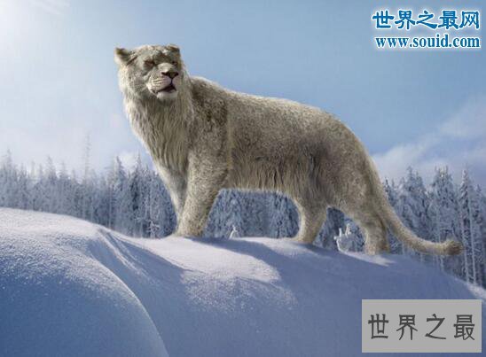 史上最大的猫科动物，残暴狮(长3.5米/重380千克)