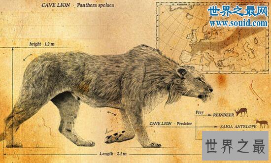 史上最大的猫科动物，残暴狮(长3.5米/重380千克)