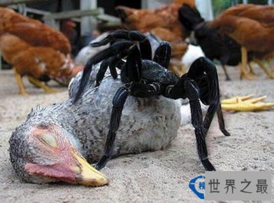 ​世界最大的蜘蛛，格莱斯捕鸟蛛(长0.38米/重135克)