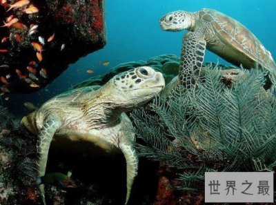 ​世界最长寿的动物之海龟，寿命最长能活300多岁