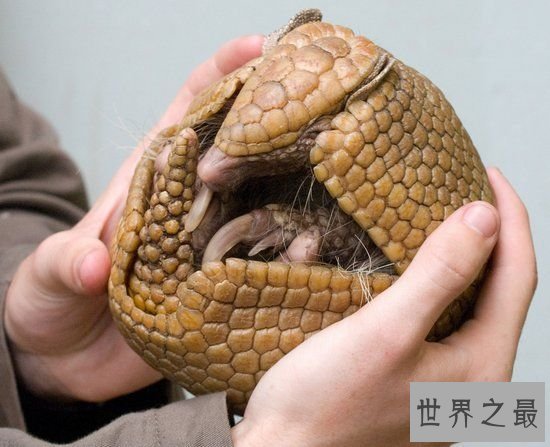 最无聊的蛇类——自食其尾的环箍蛇