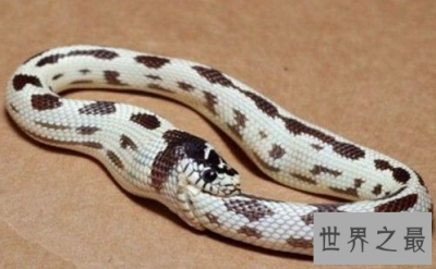 ​最无聊的蛇类——自食其尾的环箍蛇