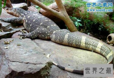 ​非洲最大的蜥蜴，尼罗河巨蜥(体长2米)