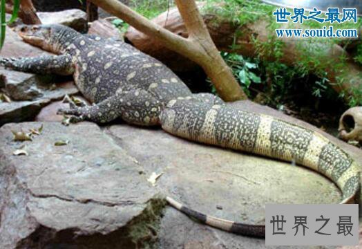 非洲最大的蜥蜴，尼罗河巨蜥(体长2米)