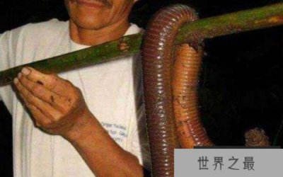 ​世界上最大的蚯蚓，最长可达3米多