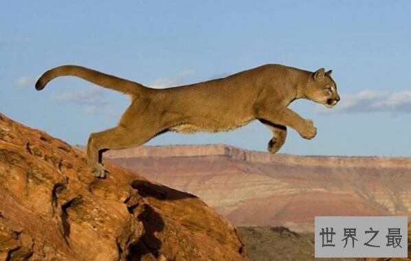 世界十大跳的最高的动物，跳蚤第一相当于人跳400米