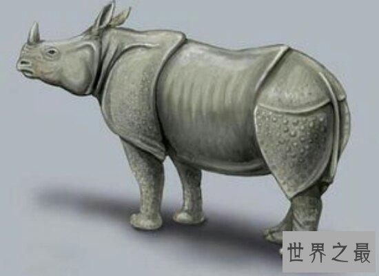 珍贵的中国犀牛于1922年全部灭绝  敲响了对人们的警钟