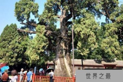 ​世界四大古树王：都在中国，轩辕柏排第一