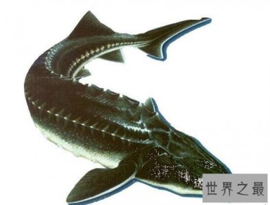 ​淫鱼又称中华鲟鱼，是长江最大的鱼(长江鱼王)