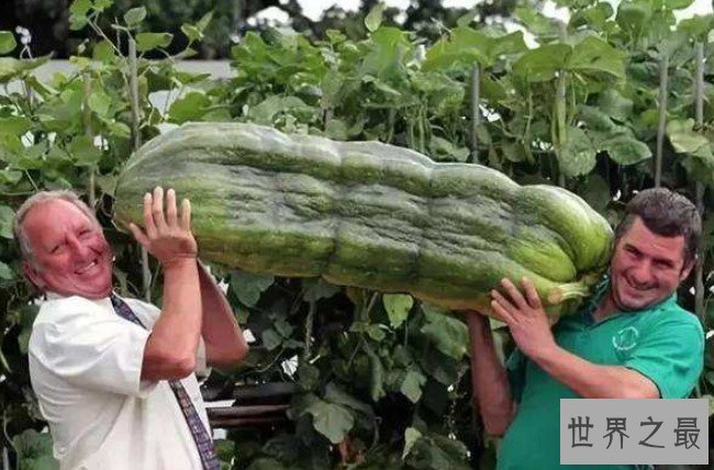 世界上最大的葫芦，重达136斤，长3米
