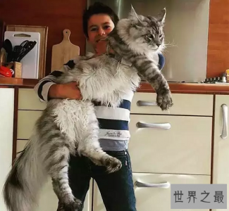 ​世界上最大的猫TOP10，“巨人”缅因猫排名第一