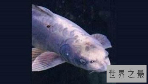 世界上脸最像人类的鱼——稀奇可爱的“人面鱼”