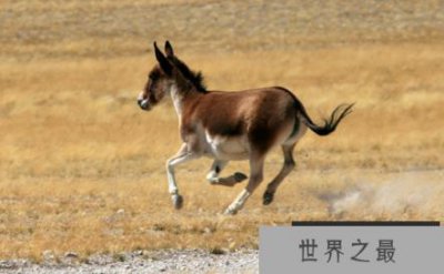 ​野驴的奔跑速度有多快，时速高达70公里的超耐力长跑驴