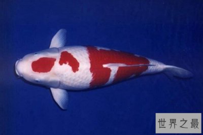 ​世界最贵的观赏鱼前十名：血红龙上榜，第一卖到2000万