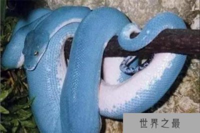 ​世界十大最美的蛇 蓝血蟒的外表是特殊蓝色阳光下发光