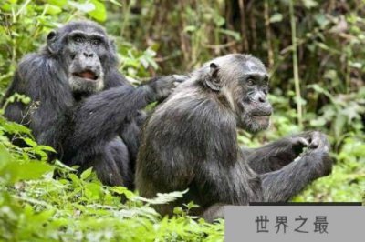 ​世界十大智商最高动物 黑猩猩智商最高最后一个让人惊讶