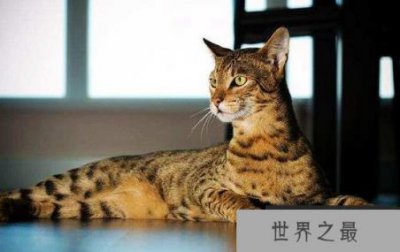 ​世界上最昂贵的猫Ashra猫每年以24000美元的价格出售