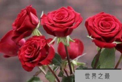 ​世界最美十大名花排名：玫瑰第一郁金香第二