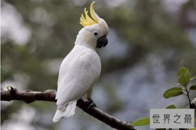 ​最长寿的鸟类排名 火烈鸟上榜，第一寿命可达80岁