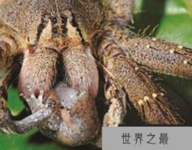 ​世界上第一最毒的蜘蛛，巴西漫游蜘蛛