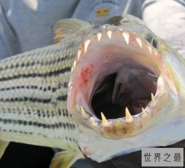 最恐怖的巨型水虎鱼，能够吞下一个人