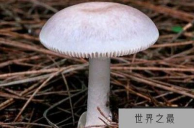 ​世界上最毒的十大蘑菇 鹿花菌上榜，第六我国很常见