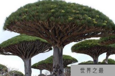 ​世界上十大最奇怪的树 猴面包树上榜，第八果实形如香肠