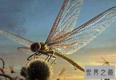 ​世界最大蜻蜓，早在2.5亿年前的二叠纪就已灭绝