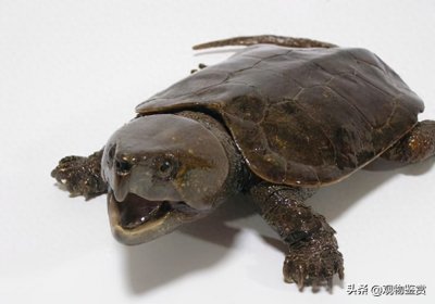​尾巴比较长的乌龟，平衡力会好一些，长尾巴乌龟是什么品种