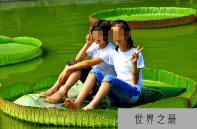 ​王莲—世界上叶片最大的水生植物(直径3米/承重140斤)