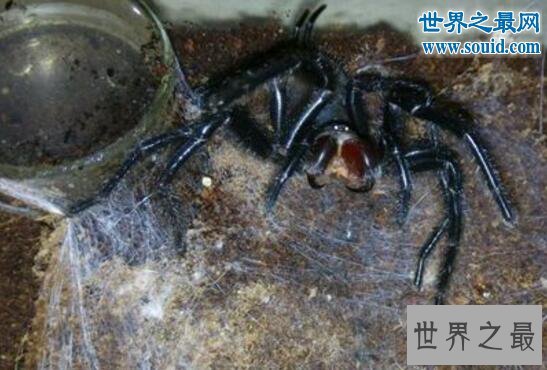 台湾体型最大的蜘蛛，上户蜘蛛(长20cm/有剧毒)
