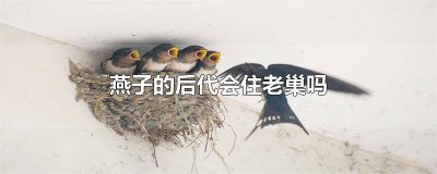 ​燕子一般会在什么地方筑巢 燕子会到什么样的人家筑巢