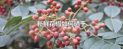 ​鲜花椒常温下能保存多久 鲜花椒怎样才能长时间保存