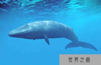 ​世界上最大的动物：蓝鲸，憨萌可爱（深海巨物）