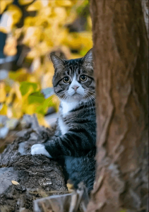 ​猫做绝育手术的好处和坏处（猫咪绝育针多少钱一支）