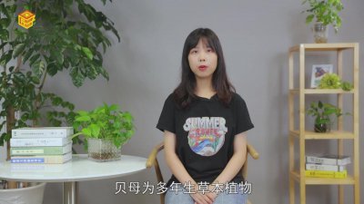 ​贝母是什么样子的 香烟里的贝母是什么