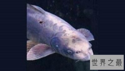 ​世界上脸最像人类的鱼——稀奇可爱的“人面鱼”
