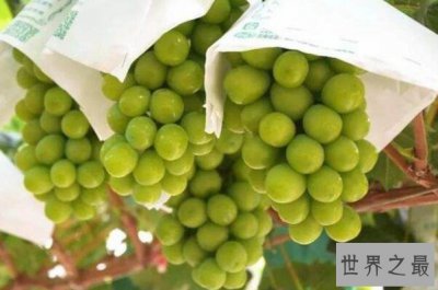 ​最常见的十大葡萄品种，夏黑葡萄上榜，第四是中国名特优果品之一