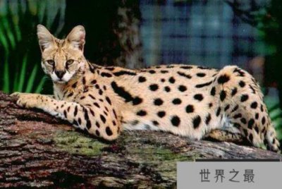 ​世界上十大最贵的猫 第一价格高达61万人民币