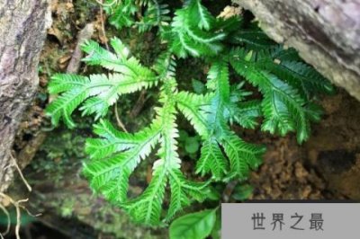 ​世界上最奇特的草：情人草上榜，千岁兰寿命达1500年