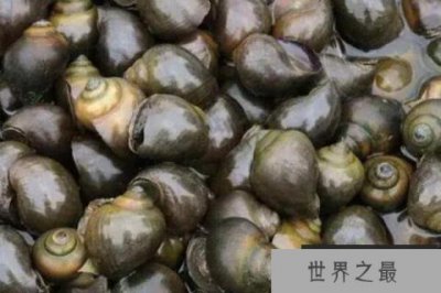 ​中国十大外来入侵物种，水葫芦仅排第四，第一最为大家所熟知