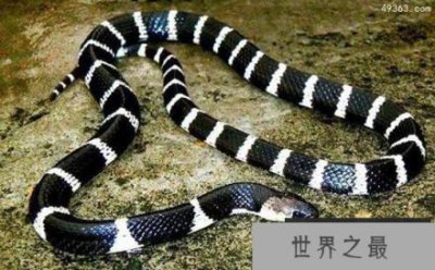 ​中国境内毒性最为猛烈的蛇，银环蛇咬伤死亡率极高