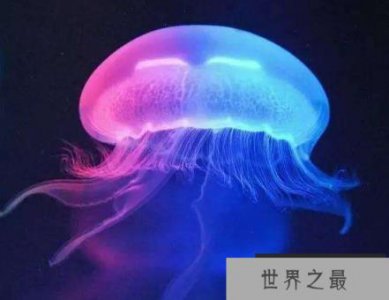 ​水母是怎样繁殖的？是无性繁殖吗？