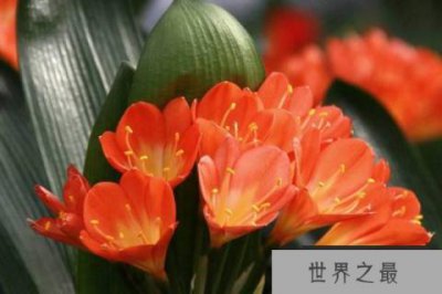 ​家里最旺财的十种花：家里养什么花最旺财？