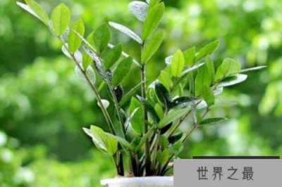 ​客厅常见的大盆栽植物：客厅适合摆放什么绿植？