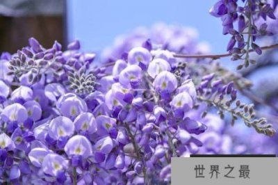 ​十大最香爬藤的花：紫藤花和红婵花位列榜首