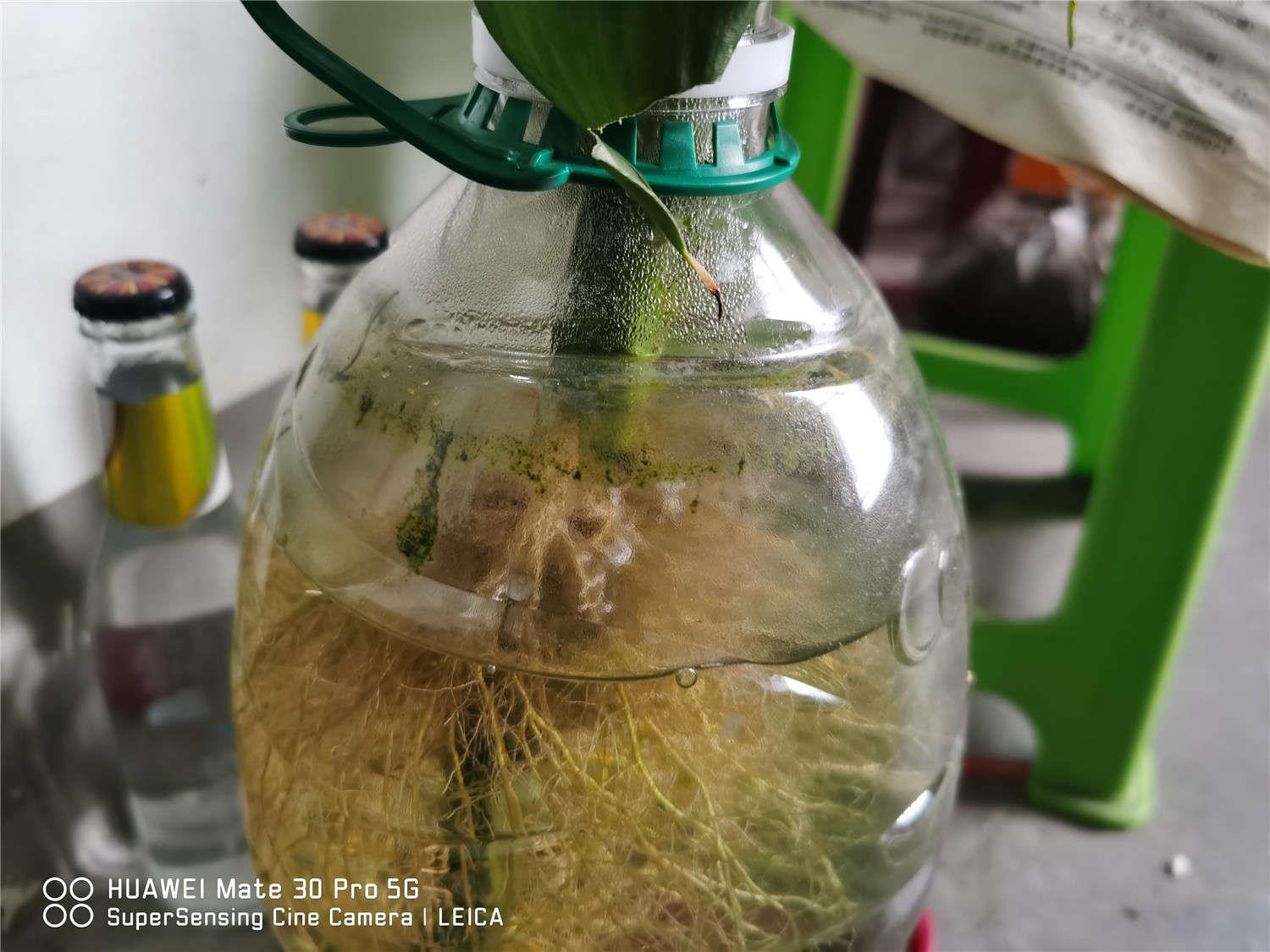 富贵竹 富贵竹