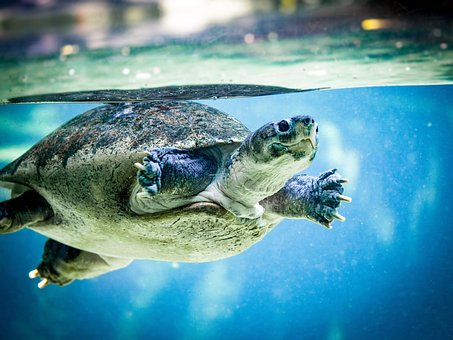 turtle-1545026__340.jpg