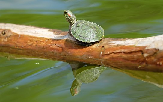 turtle-702829__340.jpg